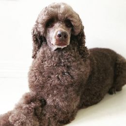 Goldendoodles and Poodles from Poodle Doodle Dandy