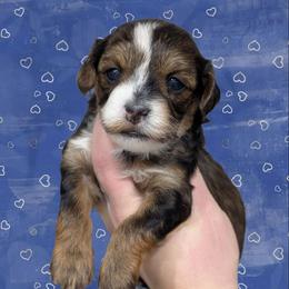 Midnight - Black and tan male Yorkipoo puppy in Coshocton, Ohio from Forever Family Puppies