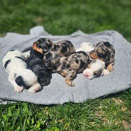 Cavapoo puppies from Petite Pups