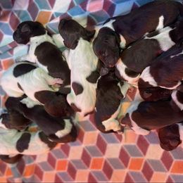 German Shorthaired Pointer Puppies from CMC Farms