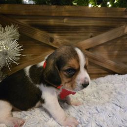 Rudy (Rudolph) - Black white and tan male Beagle puppy in Bethany, Missouri from Fox Creek Beagles