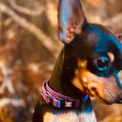 Zusi - Prague Ratter