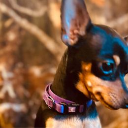 Zusi - Prague Ratter