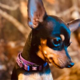 Zusi - Prague Ratter