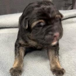 Boy 4 - blue collar - Black and tan male German Shepherd puppy in Sharon Grove, Kentucky from Julie’s Shepherds