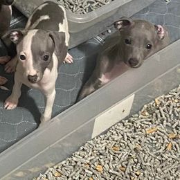 Basenji and Italian Greyhound Puppies from Khani's Basenjis and Italian Greyhounds