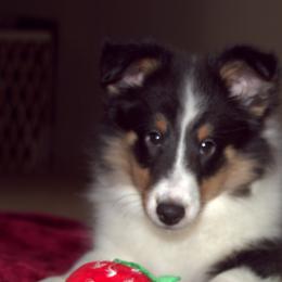Shetland Sheepdogs from Stafford Shelties