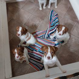 Brittany puppies from Gourley's Brittanys