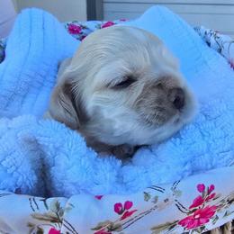 Peaches - Buff female Cocker Spaniel puppy in Corcoran, California from Sweetheart Cockers