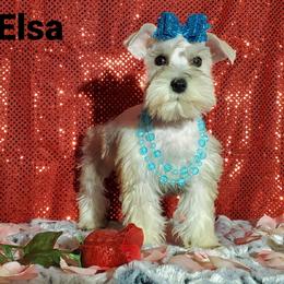 Elsa - Miniature Schnauzer puppy in Vernal, Utah from High Uinta Schnauzers