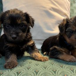 Yorkshire Terrier puppies from Gone to the Dogs Kennel