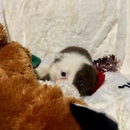 Tiffany - White and red female Border Collie puppy in Madisonville, Tennessee from WW Stock Farm