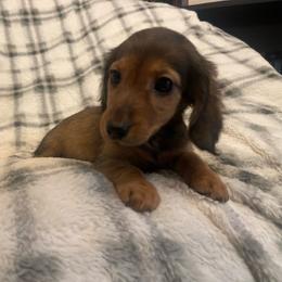 Toast - Red female Dachshund puppy in Gainesville, Georgia from Emory Farms