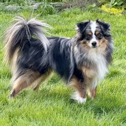 Toy Australian Shepherd puppies from Tater Tails Toy Aussies