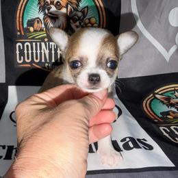Angie - Black sabled fawn female Chihuahua puppy in Palmyra, Indiana from Country Star Chihuahuas
