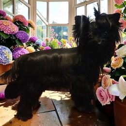 Tellie - Russian Salon Dog
