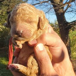 Charlie - Red  male Poodle puppy in Orland, California from Elliott's Elite Puppies