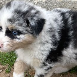 Girl 2 - Blue merle Australian Shepherd puppy in Blum, Texas from 4P Poteet Farms