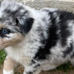 Girl 2 - Blue merle Australian Shepherd puppy in Blum, Texas from 4P Poteet Farms