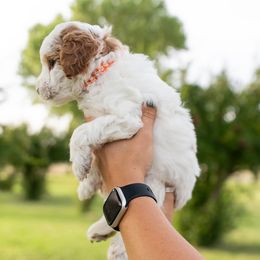Boy 5 - Parti Goldendoodle puppy in Nevada from Down Country Doodles