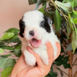 Spanky - Black parti male Pomeranian puppy in Rockwall, Texas from MAK Poms