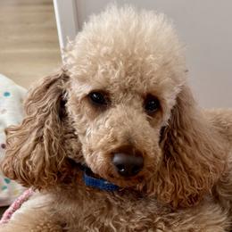 Rusty - Poodle