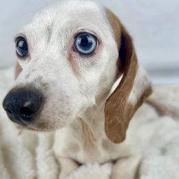 Betsy - Dachshund