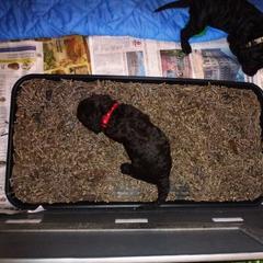 Irish Water Spaniel Puppies from Ballyhoo