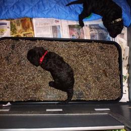 Irish Water Spaniel Puppies from Ballyhoo