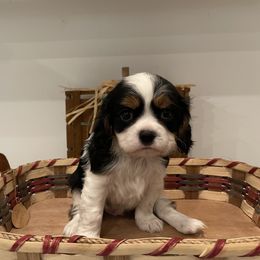 Cavalier King Charles Spaniel Puppies from Ridgefield Cavaliers