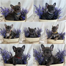 French Bulldog Puppies from BlackMoon Frenchies
