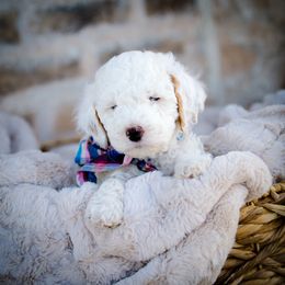 Poodle Puppies from Doodle Puppy Parti