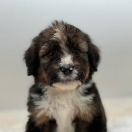 Chili - male Bernedoodle puppy in Montverde, Florida from Central Florida Bernedoodles