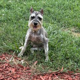Vera - Miniature Schnauzer