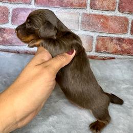 Coco - Chocolate and tan male Dachshund puppy in North Auburn, California from Northern Doxie