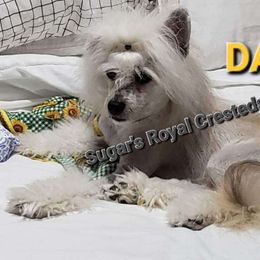 Furfrou - Chinese Crested
