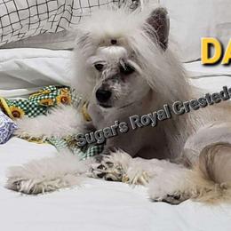 Furfrou - Chinese Crested