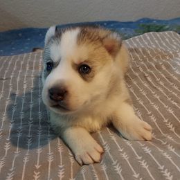 Leo - Siberian Husky puppy in Las Vegas, Nevada from Tranton Kennels