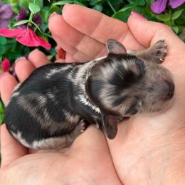 Claudette - Dapple female Dachshund puppy in Payette, Idaho from NT Mini Doxies