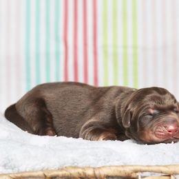 Boy 2 - Red and rust male Doberman Pinscher puppy in Williamston, Sc, South Carolina from Dutton Dog Co & Dalla Grazia Doberman