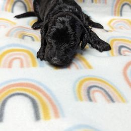 Aussiedoodle, Australian Shepherd, Bernedoodle, Cockapoo, and Poodle Puppies from Sis' Doodles & Poodles