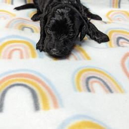 Aussiedoodle, Australian Shepherd, Bernedoodle, Cockapoo, and Poodle Puppies from Sis' Doodles & Poodles