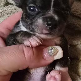 Louis - Black and white male Chihuahua puppy in Amity, Pennsylvania from Baxters Chihuahuas