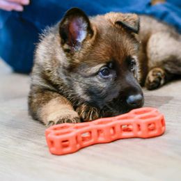 Bach - Sable male German Shepherd puppy in Athol, Idaho from Coterie Shepherds