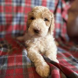 Bernedoodle and Double Doodle Puppies from ETX Dandy Doodle