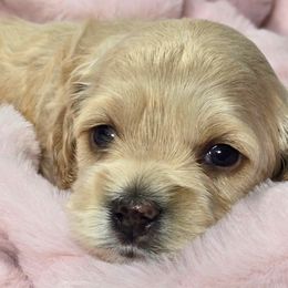 Aussiedoodles, Bernedoodles, and Cockapoos from Jam's Doodles And Poodles
