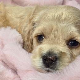 Aussiedoodles, Bernedoodles, and Cockapoos from Jam's Doodles And Poodles