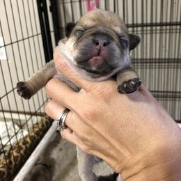 Cane Corso and French Bulldog Puppies from Perry’s Cane Corso and French bulldogs