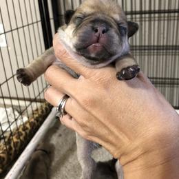 Cane Corso and French Bulldog Puppies from Perry’s Cane Corso and French bulldogs