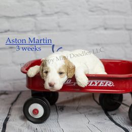 Aston Martin (Blue Collar) - Parti male Goldendoodle puppy in Corona, California from Fluffy Puppy Mini Doodles LLC